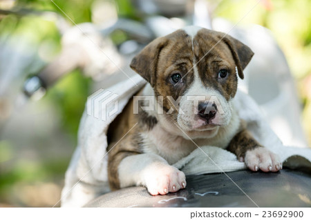 Puppy Pitbull dog Puppy Pitbull dog 23692900