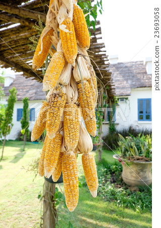 Dry Corn cob hanging for background Dry Corn cob hanging for background 23693058
