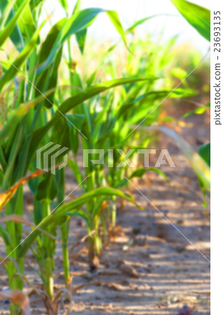 Green immature corn   23693135