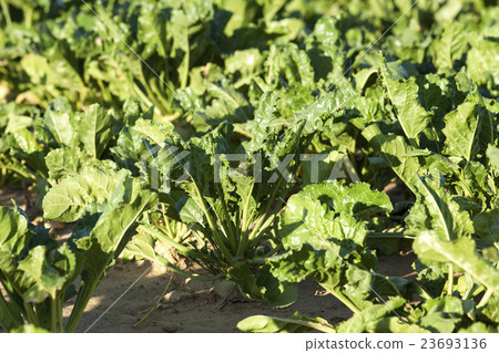 beetroot in field   23693136