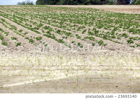 potato field, spring   23693140