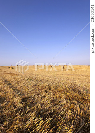 harvest of cereals 23693141