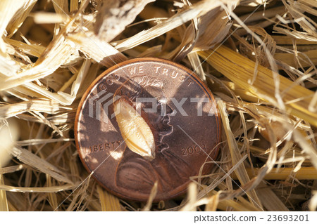 coin in the straw   23693201