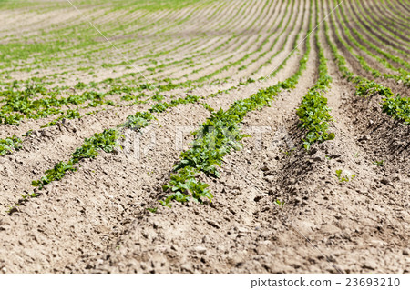 Agriculture. Green potatoes   23693210