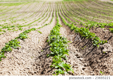 Green sprout of potato Green sprout of potato 23693221