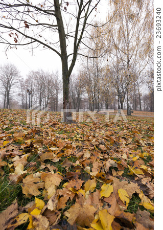 Autumn Park, overcast Autumn Park, overcast 23693240