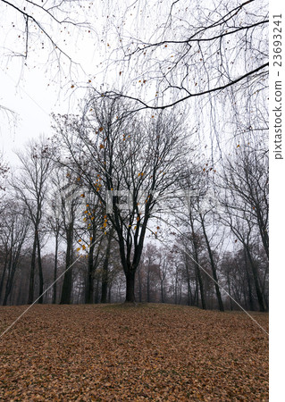 Autumn Park, overcast Autumn Park, overcast 23693241