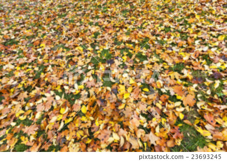 Autumn Park, overcast Autumn Park, overcast 23693245
