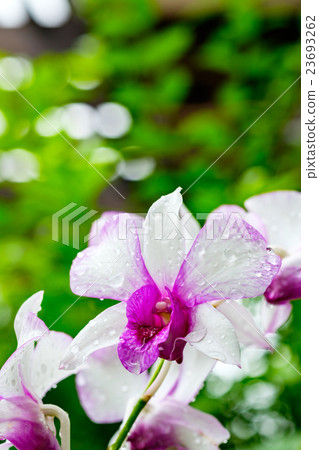 pink and white orchid pink and white orchid 23693262
