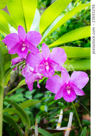 pink and white orchid pink and white orchid 23693298