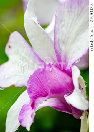 pink and white orchid 23693320