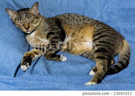 Grey cat sleeping on the blue bed Grey cat sleeping on the blue bed 23693323