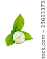 Jasmine flower isolated on white background 23693373
