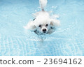 toy poodle  23694162