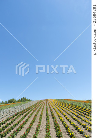 Hanasaku Hill 23694291