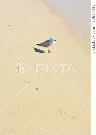 羅蒂恩島*鳥 23694483