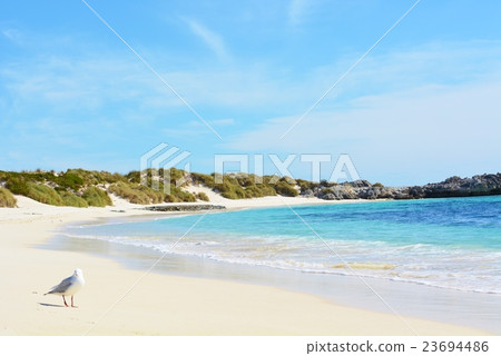 Rottine Island * Bird 23694486