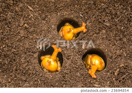 Beetle pupa 23694854