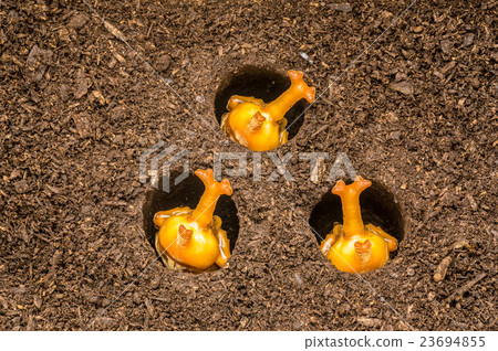 Beetle pupa 23694855