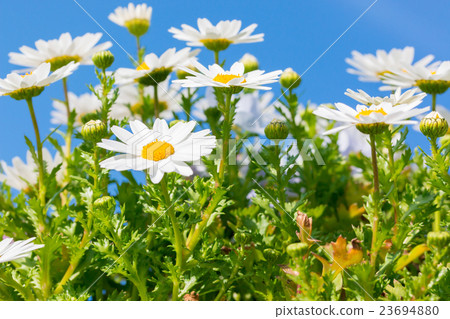 Beautiful White daisy flower with sky blue. Beautiful White daisy flower with sky blue. 23694880