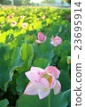 早上蓮花 23695914