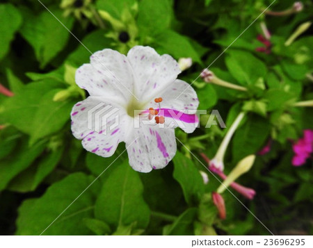 Oshilo buna也被稱為“秘魯奇蹟”,因為花色容易變異,花色每天都在變化。 Oshilo buna也被稱為“秘魯奇蹟”,因為花色容易變異,花色每天都在變化。 23696295