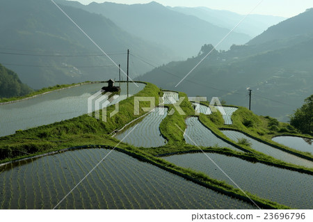 Hachiyo morning 23696796