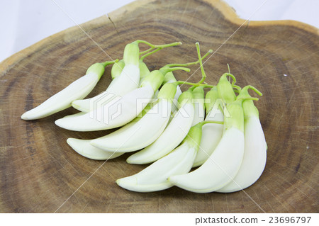 Agasta tree 23696797