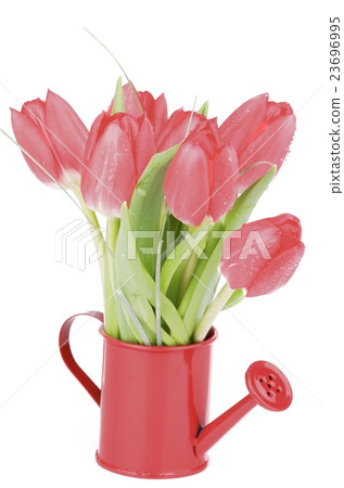 Spring Tulips Spring Tulips 23696995