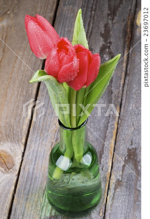 Red Tulips Red Tulips 23697012