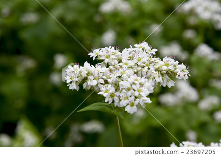 Buckwheat flowers 23697205