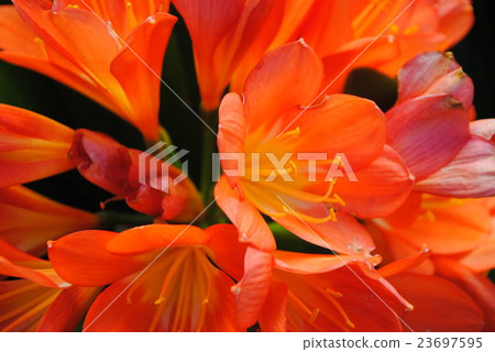 Dharma Kunsiran 23697595