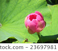 Choshuji lotus bud 23697981