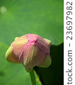 Choshuji lotus bud 23697982