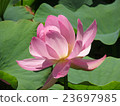 Lotus chantry temple of raft mountain shrine 23697985