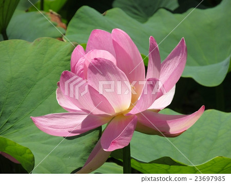 Lotus chantry temple of raft mountain shrine 23697985