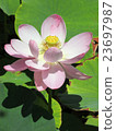 Lotus chantry temple of raft mountain shrine 23697987