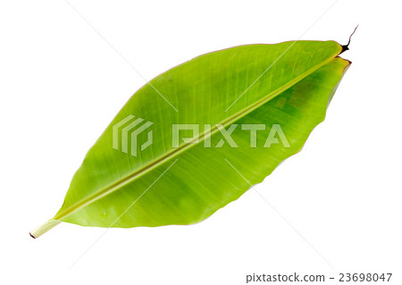 Banana leaf isolated Banana leaf isolated 23698047