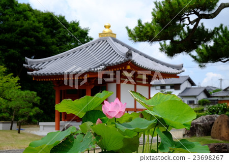 蓮花 蓮花 23698267