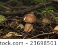 Boletus edulis in the forest. Edible mushroom 23698501
