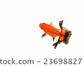 Goldfish 15 23698827