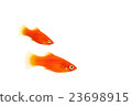 Platy 01 23698915