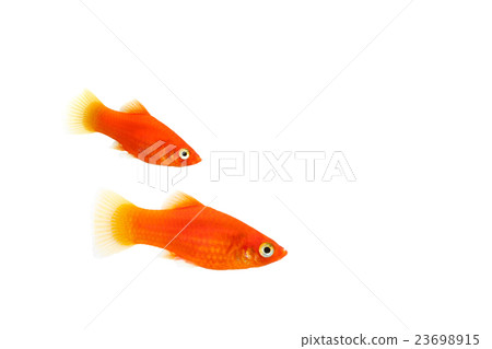 Platy 01 Platy 01 23698915