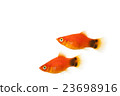 Platy 02 23698916