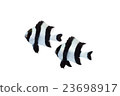 Yosui Sparrow 01 23698917