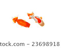 Goldfish 09 23698918