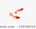 Goldfish 10 23698919