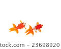 Goldfish 11 23698920