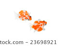 Goldfish 12 23698921