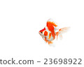 Goldfish 13 23698922